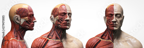 Fotografía Human body anatomy muscles structure of a male, front view side view and perspe