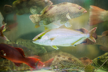 Wall Mural - Fresh live fish catch of the day behind the wet stall glass at the seafood market in Hong Kong, China.