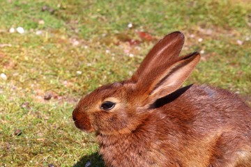 Belgian hare 