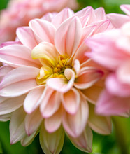 Closeup Of Pink Flower Dahlia