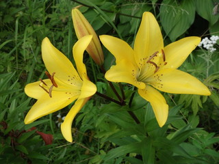 two blooming buds of yellow lilys close-up