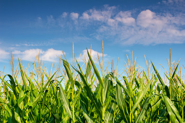 summer landscape corn field against blue sky and clouds