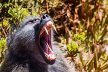 Mokey Showing It´s Teeth Africa