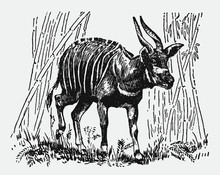Bongo Tragelaphus Eurycerus Surrounded By Bamboo Stems. Illustration After Vintage Engraving From Early 20th Century