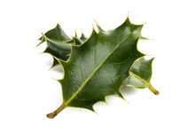 Holly - Traditional Christmas Plant