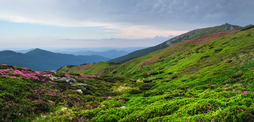 Pink rose rhododendron flowers on summer mountain slope