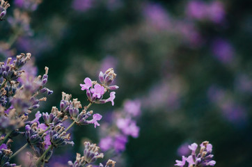 Wall Mural - lavender flowers close up