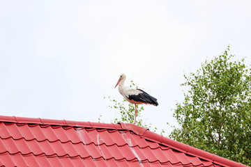 white stork on the red roof closeup