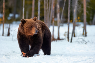 brown bear (ursus arctos) in winter