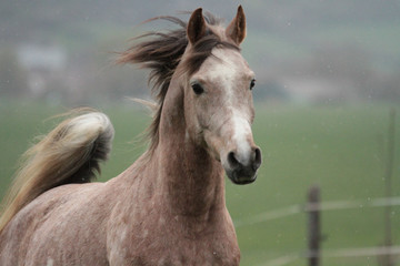 Naklejka na meble portrait of a horse
