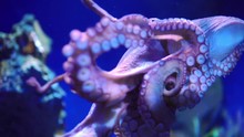 Octopus Crawls On The Glass Of The Aquarium With Ocean Water. Low Key 4k Shot
