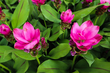 Beautiful colorful red and pink flowers and green nature plant tree forest in the public garden and green city parks