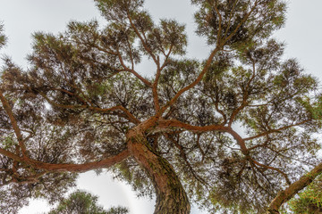 Japanese pine tree seen from bellow