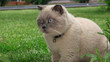 Funny persian gray cat with blue eyes on the green grass