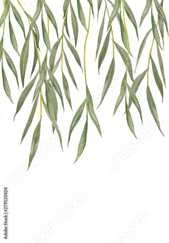 Fotografía Willow leaves isolated on white background.