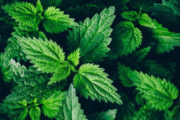 stinging nettle leaves as background. green texture of nettle.