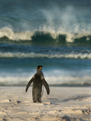 Wall Mural - king penguin standing on a sandy coast and watching at a stormy ocean
