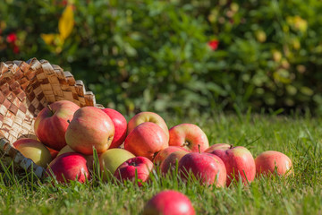 ripe, juicy red apples spilled out of the basket and scattered on the green grass, harvesting, season of apples.