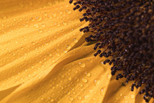 Yellow Sunflower Petals With Moist Water Close Up Still