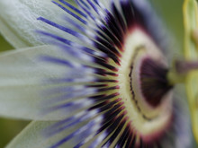 Close Up Of A Passion Flower