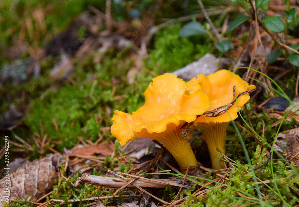 Wild golden chanterelle mushrooms in the forest. Photo taken in Sweden - obrazy, fototapety, plakaty 