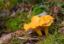 Wild Golden Chanterelle Mushrooms In The Forest. Photo Taken In Sweden