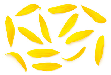 Wall Mural - Sunflower Petals Isolated On White Background