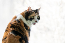 Closeup Of Calico Cat Leaning On Windowsill, Window Sill, Standing On Hind Legs Trick, Looking Back, Watching Outside, Meowing, Hissing, Open, Opened Mouth
