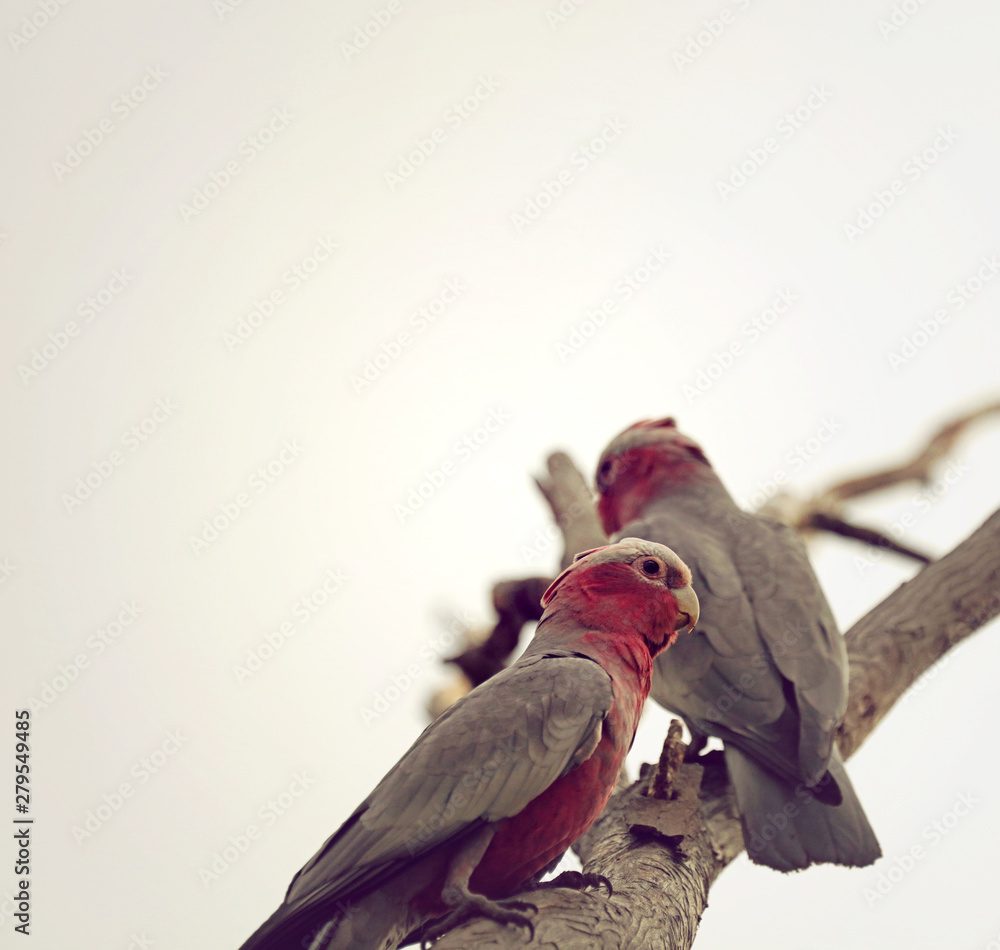 Kakadu Kühlschrankmagnet Australien - Handgefertigtes Reise-Souvenir Geschenk
