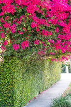 Vibrant Pink, Vibrant, Vivid Red Bougainvillea Flowers In Florida Keys Or Miami, Green Plants Landscaping Landscaped Street During Summer Day, Sky, Hedge, Shrub Bush Wall, Fence, Path, Sidewalk Trail