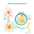 Transmission of the nerve signal between two neurons with axon and synapse. Close-up of a chemical synapse