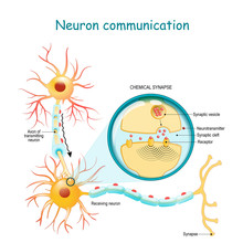 Transmission Of The Nerve Signal Between Two Neurons With Axon And Synapse. Close-up Of A Chemical Synapse