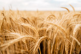 Fototapeta Konie - Yellow wheat grain ready for harvest in farm field