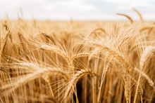 Yellow Wheat Grain Ready For Harvest In Farm Field