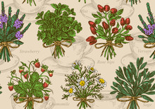 Vintage Seamless Pattern.  Plants For Herbal Tea. Rose Hips, Chamomila, Vervain, Sage, Mint And Wild Strawberry. Engraving Style. Vector Illustration.