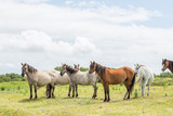 Fototapeta Zwierzęta - Wild Ponies of the Isle of Anglesey in Wales