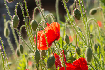 Wall Mural - Close Up Blossom Red Poppies Meadow