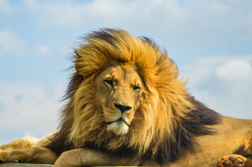 Wall Mural - Closeup of a majestic young brown lion during a South African Safari