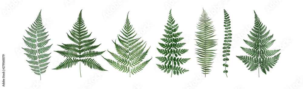 Set of fern leaves isolated on white. Watercolor botanical illustration. - obrazy, fototapety, plakaty 