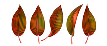 Set Of Exotic Tropical Leaves Isolated On White. Watercolor Illustration.