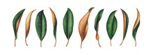 Collection Of Magnolia Leaves Isolated On White. Watercolor Illustration.
