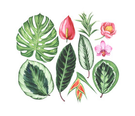  Set of watercolor tropical flowers and leaves.
