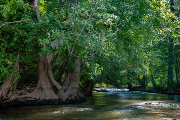 Wall Mural - Catawba River, Landsford Canal State Park, South Carolina