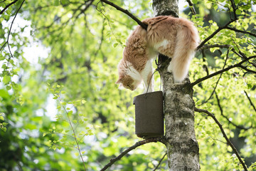 young cream tabby beige white maine coon cat climbing on birch tree trying to catch birds in bird ho