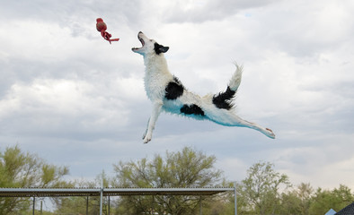 Black and white border collie catching a toy over the water
