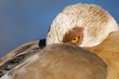 Glaring Egyptian Goose