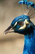 Profile of a Peacock