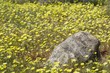 Stone in Wildflower Field