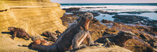 Galapagos Iguana Lying In The Sun On Rock. Marine Iguana Is An Endemic Species In Galapagos Islands Animals, Wildlife And Nature Of Ecuador.