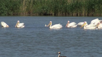 Wall Mural - The great white pelican (Pelecanus onocrotalus), a flock of birds fishes in the estuary. Tuzla estuary, Odessa region, Ukraine